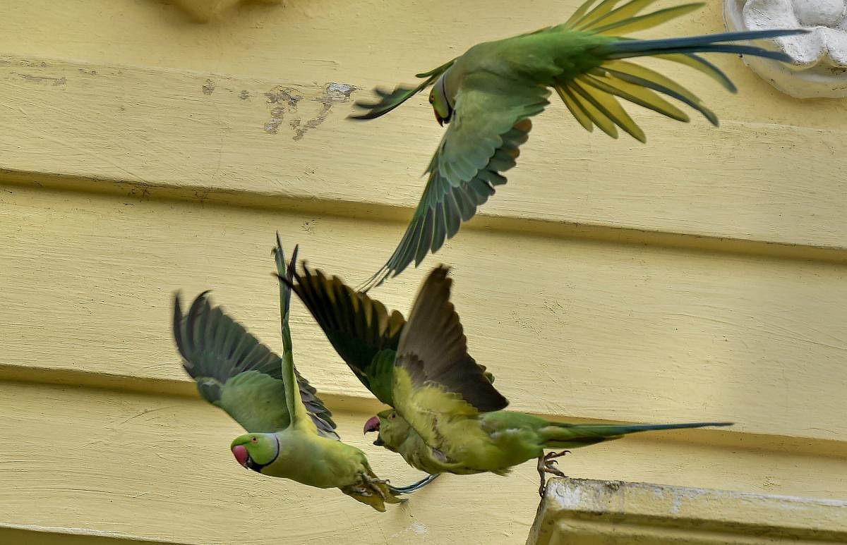 A flock of Parakeets fly past a building, in Kolkata. PTI