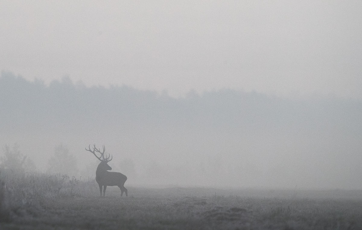 A male deer is seen in a field in Republican landscape reserve Nalibokski near the village of Kozliki, Belaru. (Reuters Photo)