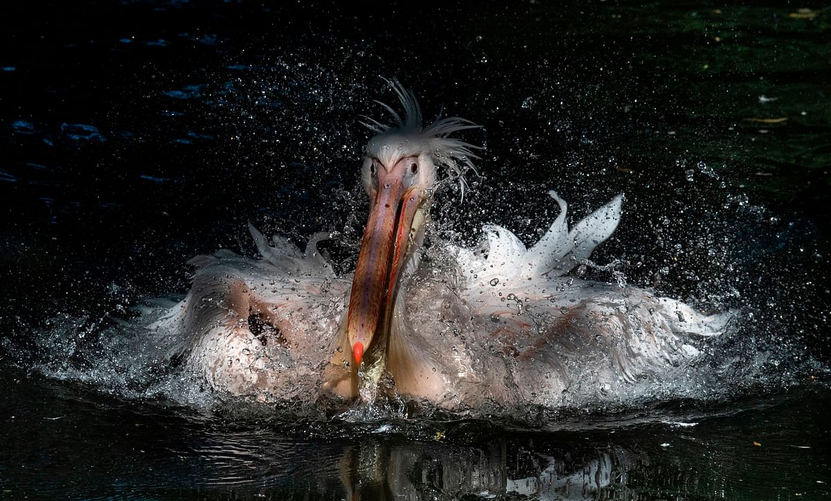 A pelican splashes about in a pond at the Tierpark zoo in Berlin. (AFP Photo)