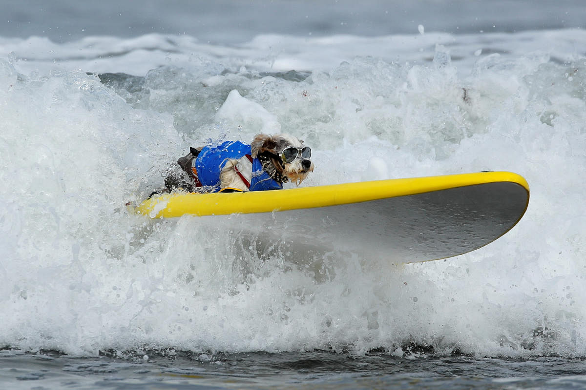 A small dog competes in the 14th annual Helen Woodward Animal Center 'Surf A Thon' where more than 70 dogs competed in five different weight classes for 'Top Surf Dog 2019' in Del Mar, California. (Photo by Reuters)