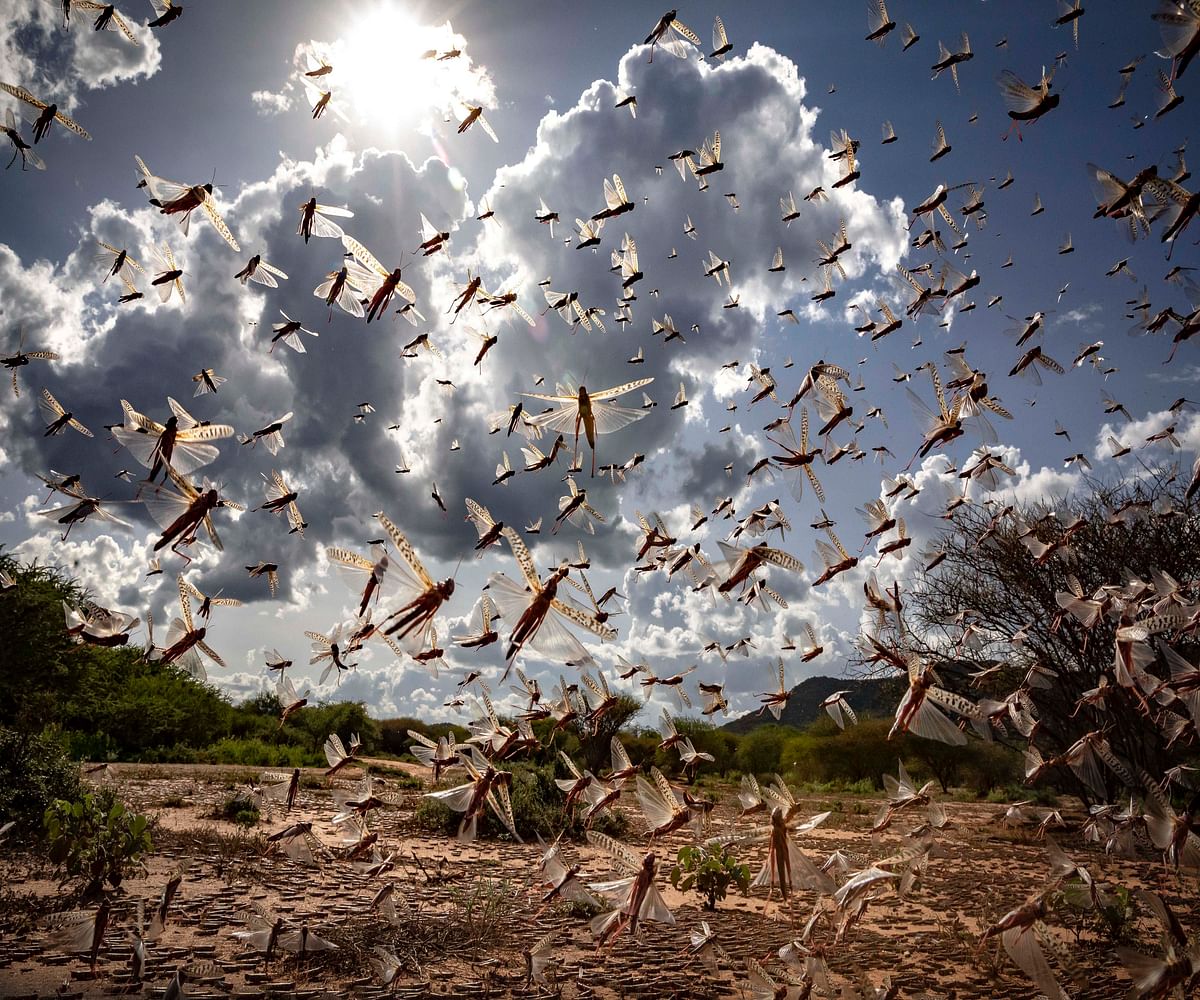 , a swarm of desert locusts flies in Kipsing, near Oldonyiro, in Isiolo county, Kenya. (AP Photo)