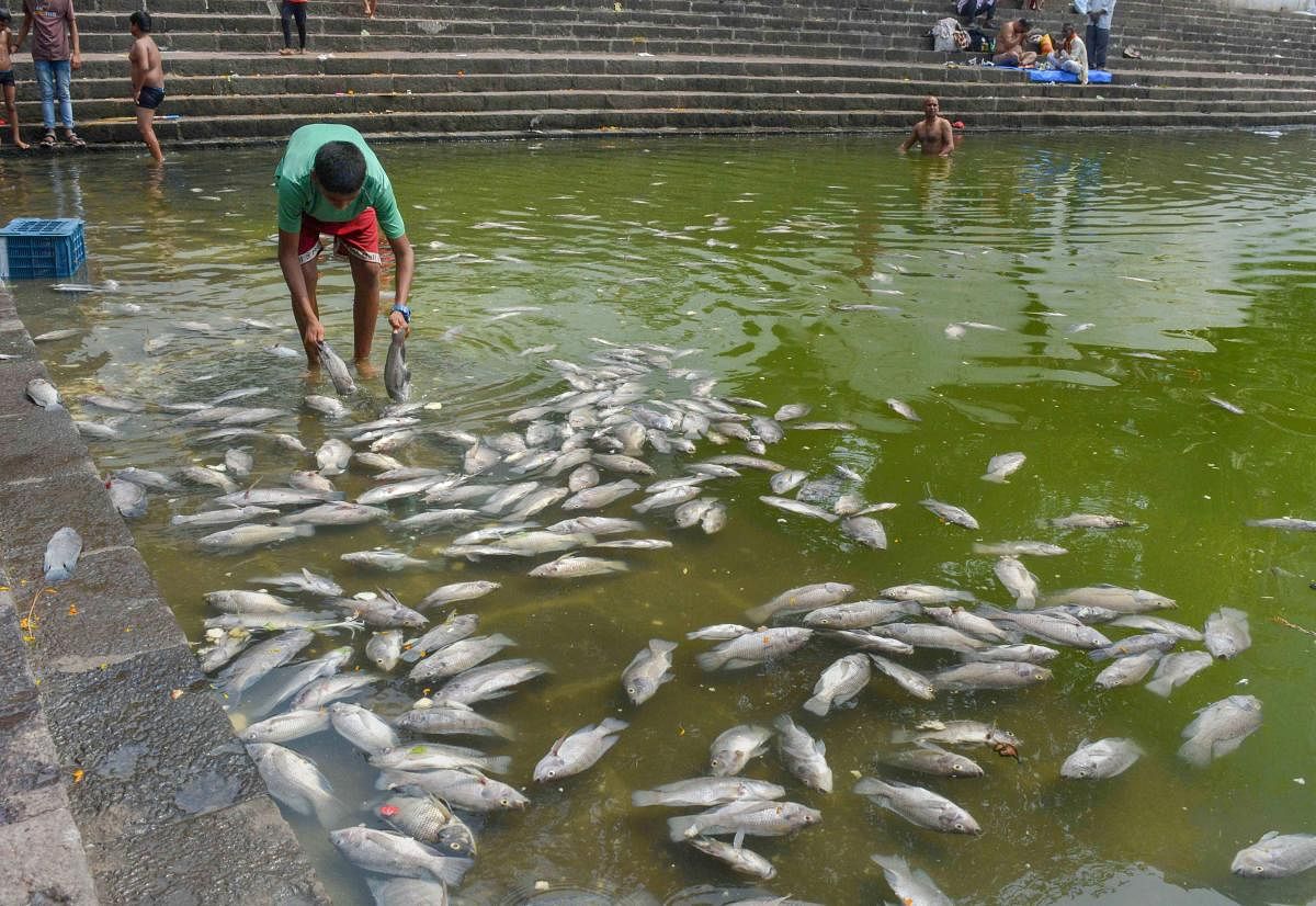 People gather dead fishes that were found floating after recent festivites at Banganga Tank, in Mumbai, Tuesday. (PTI photo)
