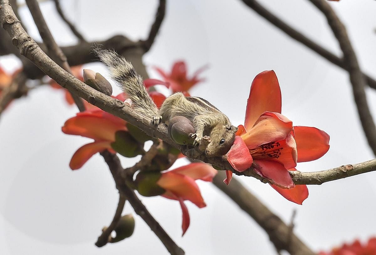 A squirrel perches on a cotton-tree (Bombax ceiba) in Kolkata Maidan. PTI