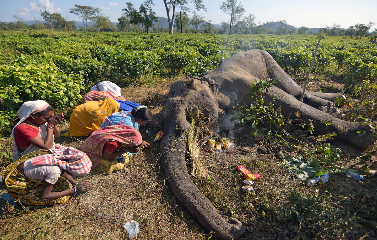 Women pray next to the carcass of a male elephant, who according to forest officials succumbed to injuries after a fight with another elephant on Monday night, at a tea garden in Nagaon district in Assam. (Reuters Photo)