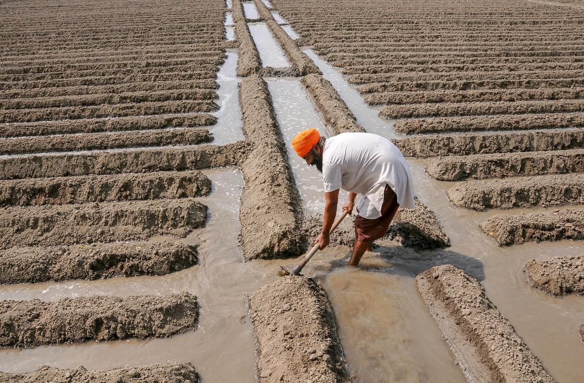 A farmer irrigates his potato field in a village on the outskirts of Amritsar. (PTI photo)