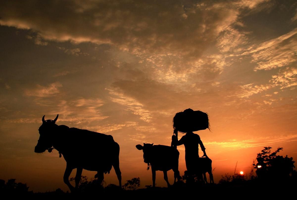 A farmer with cattle during sunset, at Joypur village near Agartala, on Friday.  PTI Photo