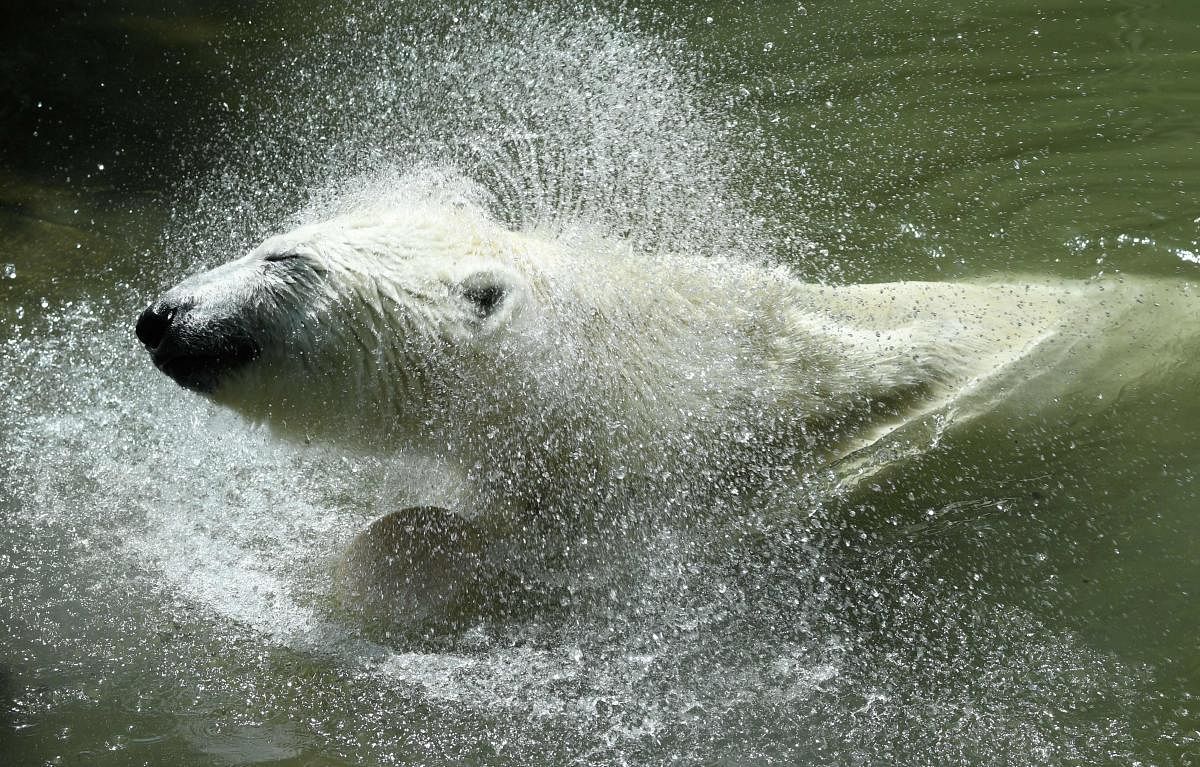 A polar bear shakes off water while taking a bath in its enclosure at the Hellabrunn zoo in Munich, southern Germany. (AFP Photo)