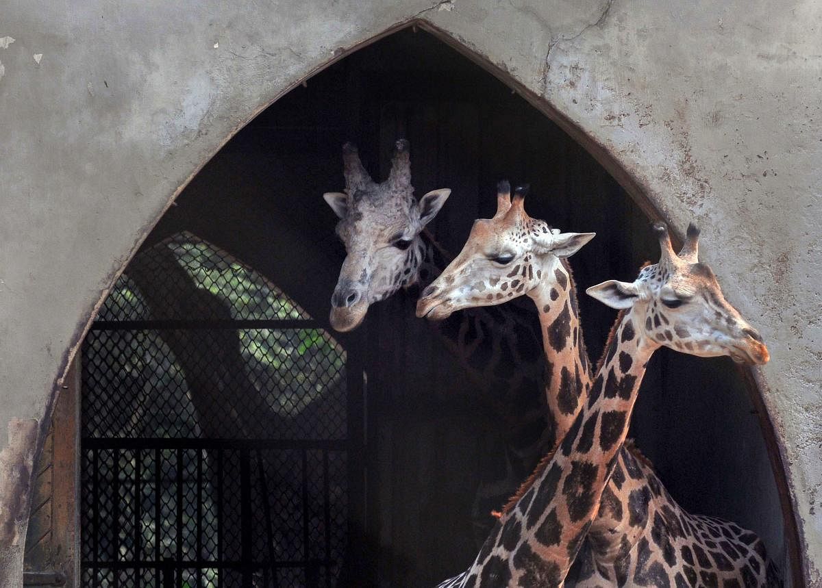 Giraffes look on from their enclosure at Alipore Zoological Garden in Kolkata on Saturday.  PTI photo