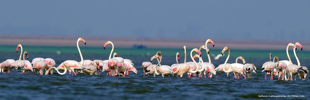 Greater Flamingos. Clicked by Hariharan Subramanian
