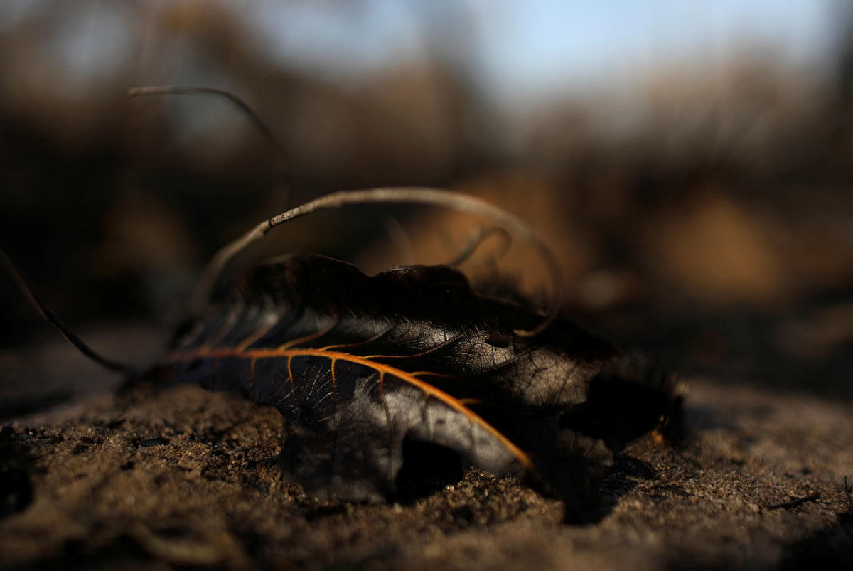 A leaf is pictured at a burned area of Amazon forest near Alter do Chao in Santarem, Para state, Brazil September 19, 2019.  REUTERS/Ricardo Moraes