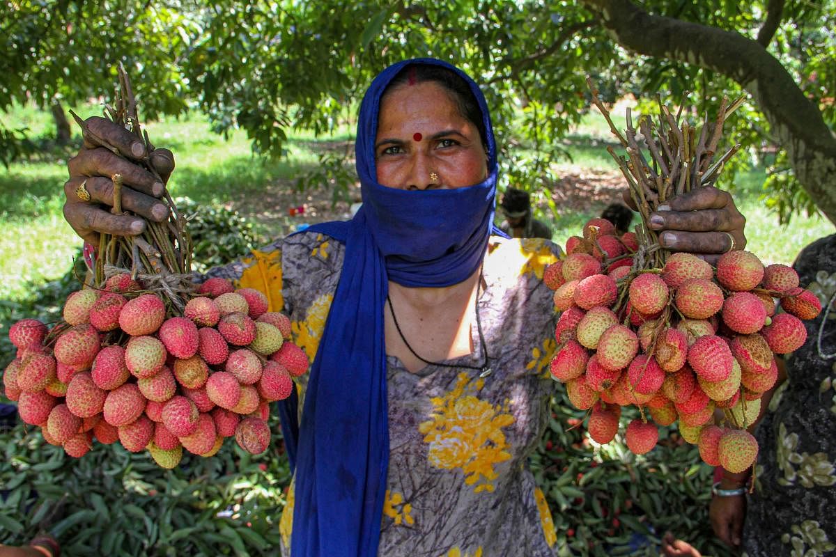 A woman shows litchies plucked from an orchard on the outskirts of Jammu, Monday, June 17, 2019. PTI