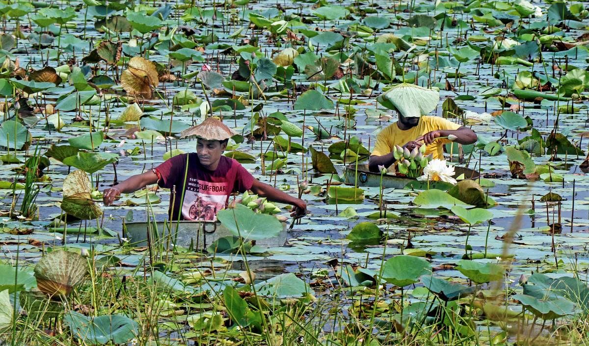 Farmers pluck 'lotus' flowers at a pond for Durga Puja celebrations in Kolkata on Sunday. (PTI Photo)