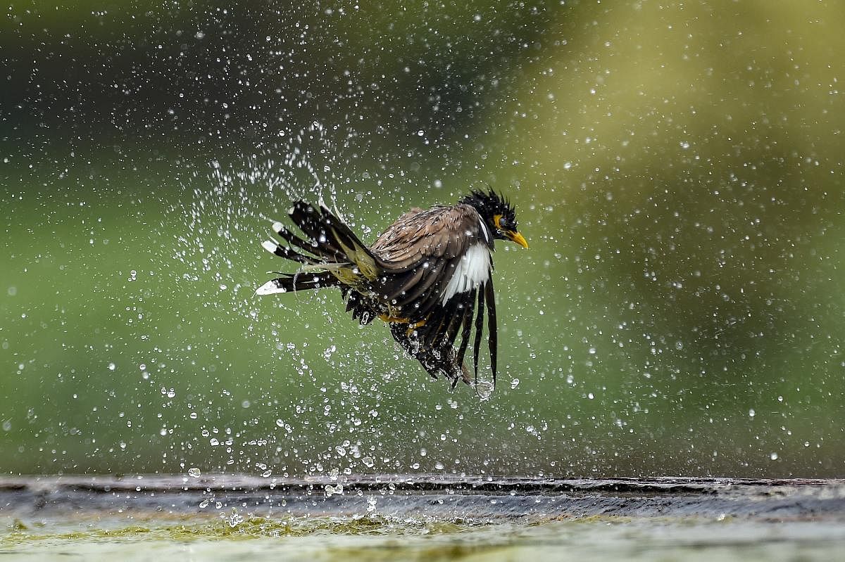 A Mayna bird cools itself at a fountain, at Raisina Hill in Delhi on Friday.  PTI Photo
