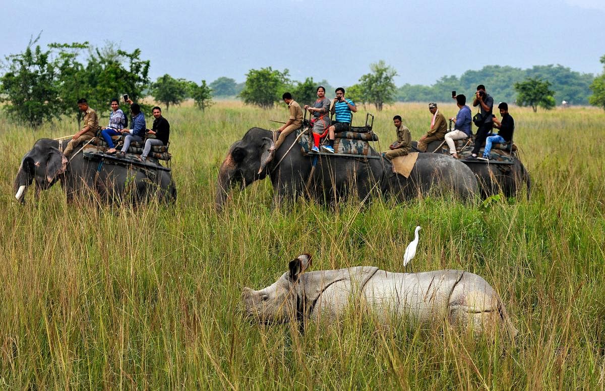 Tourists ride elephants to a watch Indian one-horn rhinoceroses at Pobitora wildlife Sanctuary, some 55 kilometres east of Guwahati on Sunday. (PTI Photo)