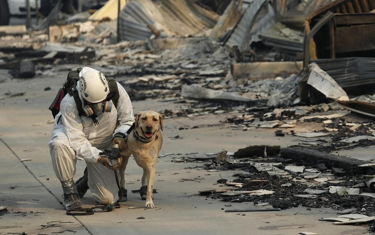A search and rescue worker tends to his dog while searching for human remains at the Camp Fire on Friday. AP/PTI photo
