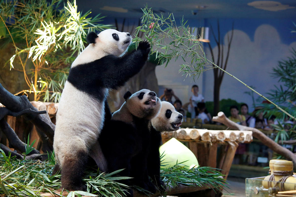 The world's only giant panda triplets Meng Meng, Shuai Shuai and Ku Ku celebrate their fourth birthday at Chimelong Safari Park in Guangzhou, China July 29, 2018. REUTERS/Bobby Yip