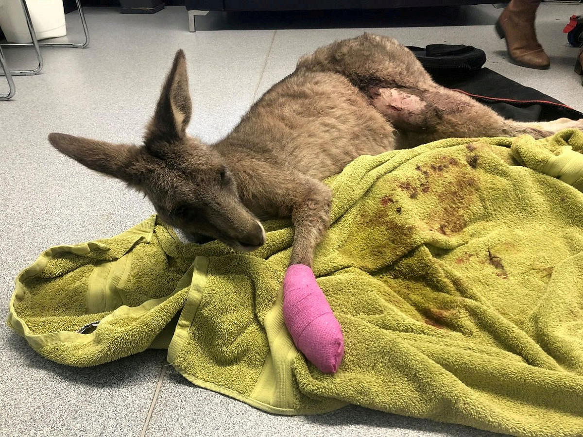 An injured kangaroo called Norman Bates receives treatment at Essendon Fields Animal Hospital after entering a private house in Melbourne, Australia, July 29, 2018 in this photo obtained from social media on July 31, 2018. Manfred Zabinskas/Five Freedoms Animal Rescue/via REUTERS
