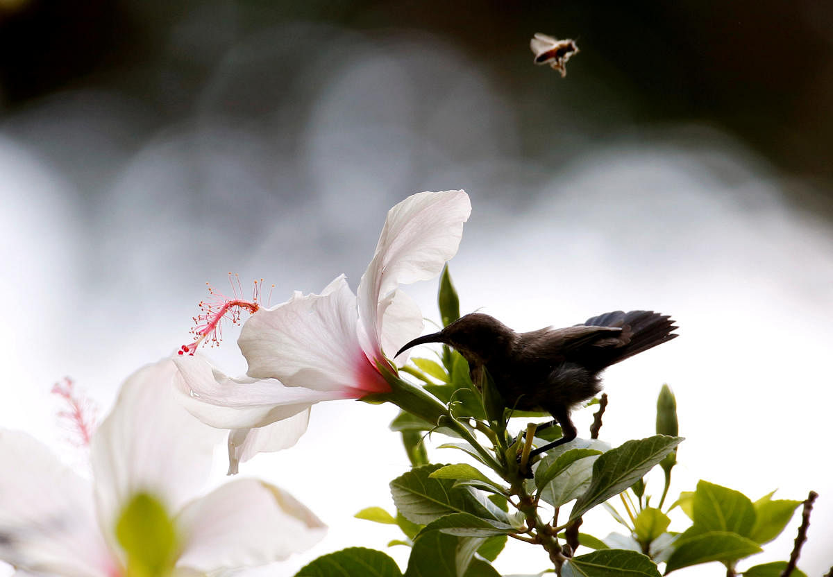 A Palestine sunbird eats the nectar of flowers as a bee flies over at Orange House garden in El-Mansouri village, near Tyre, Lebanon, Lebanon July 29, 2018. Picture taken July 29,2018. REUTERS/Jamal Saidi