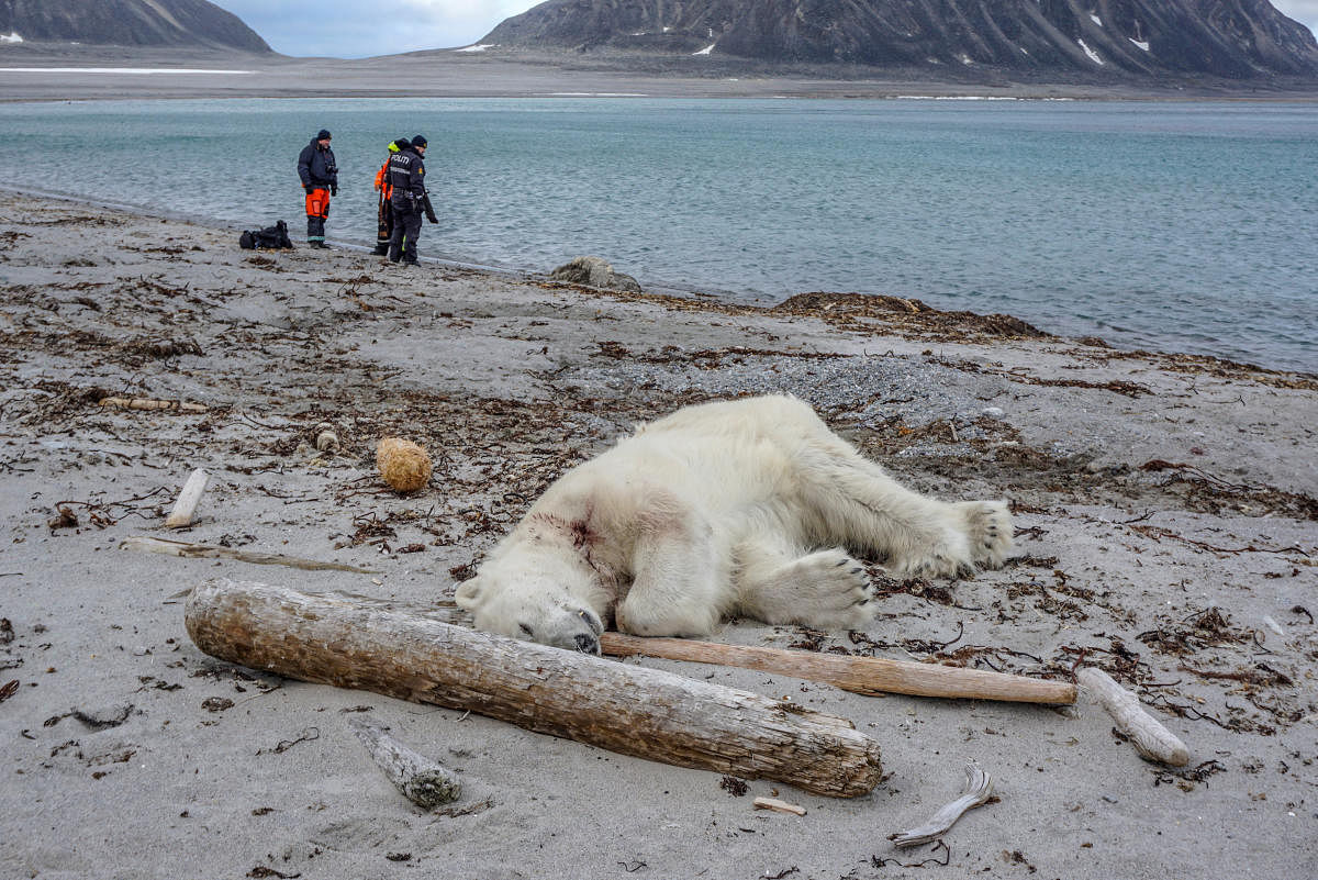 A polar bear is seen after being shot dead by another employee according to the cruise company, in Svalbard A polar bear, which Norwegian authorities said attacked and injured a cruise ship employee who was leading tourists off a cruise ship on an Arctic archipelago between mainland Norway and the North Pole, is seen after being shot dead by another employee according to the cruise company, in Svalbard, July 28, 2018. Gustav Busch Arntsen/Governor of Svalbard/NTB Scanpix/via REUTERS