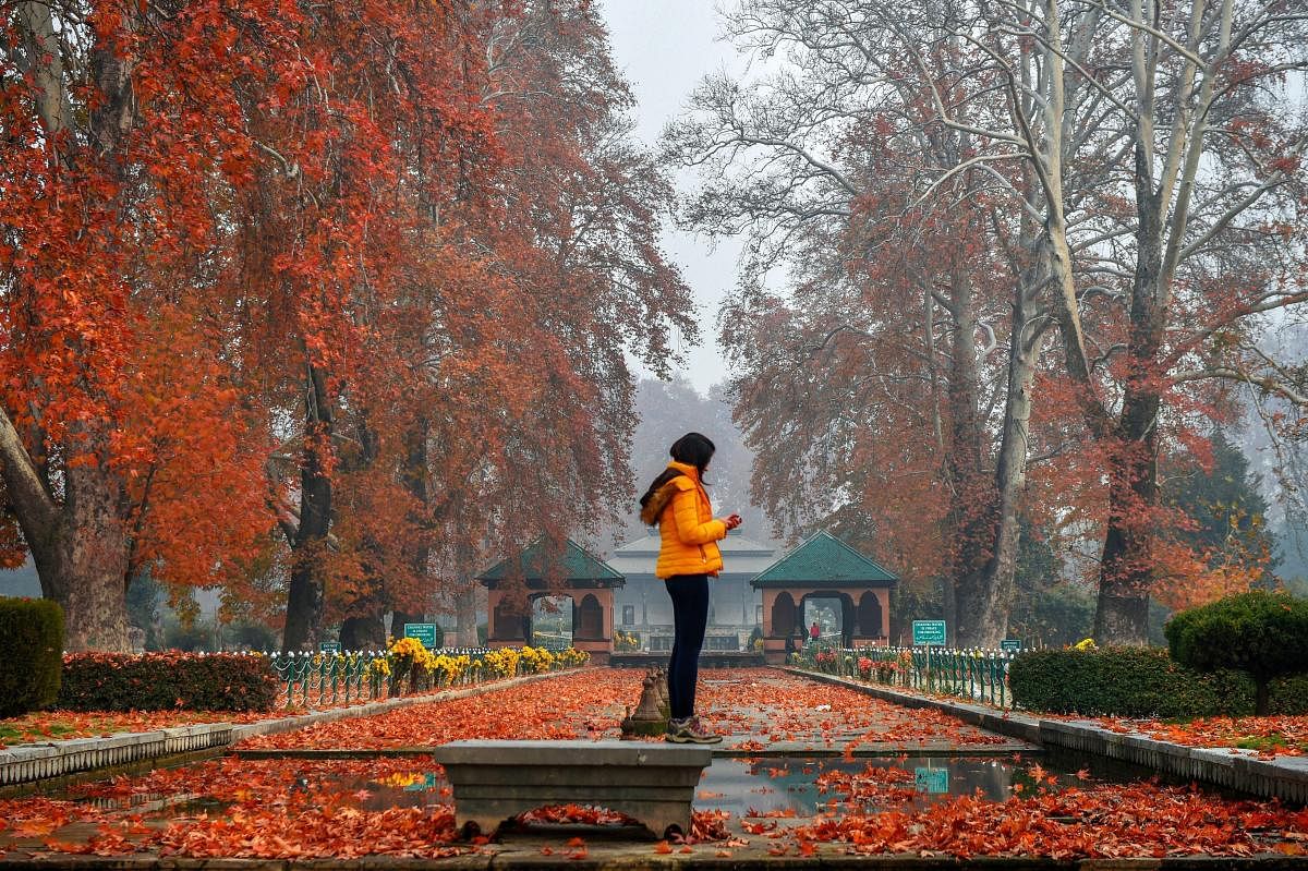 A woman takes pictures of the Chinar leaves at the Mughal Garden, during autumn in Srinagar. PTI photo