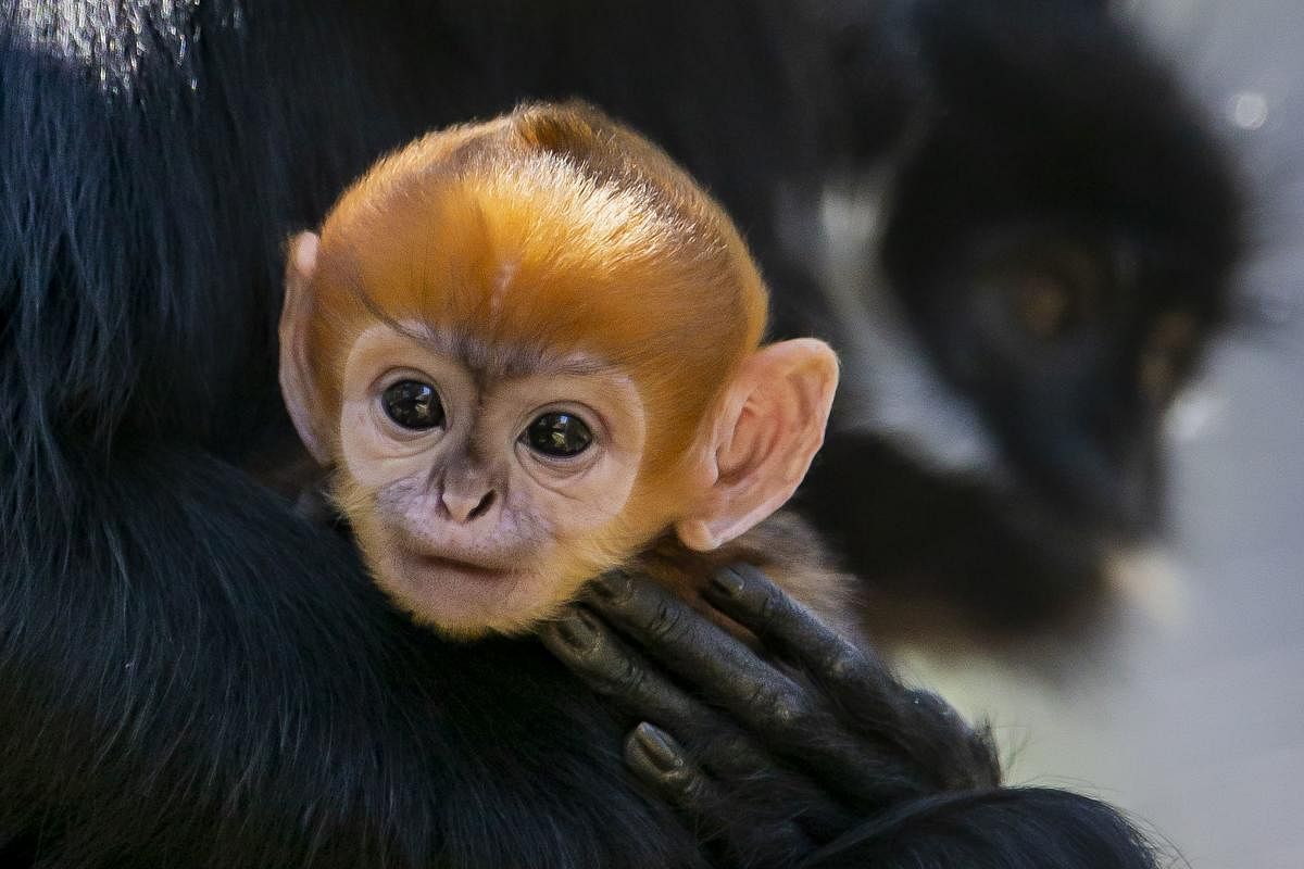 Sydney's Taronga Zoo on October 4 shows a newly-born male Francois' Langur, one of the world's rarest monkeys, staying close to his mother at the Taronga Zoo in Sydney. (Photo by AFP)
