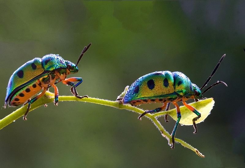 The black spotted green beetles found in an enclosure in the Shidlaghata were passing one by one. In vivo, their front wings become armor. There are wings beneath this cover. (DH Photo)