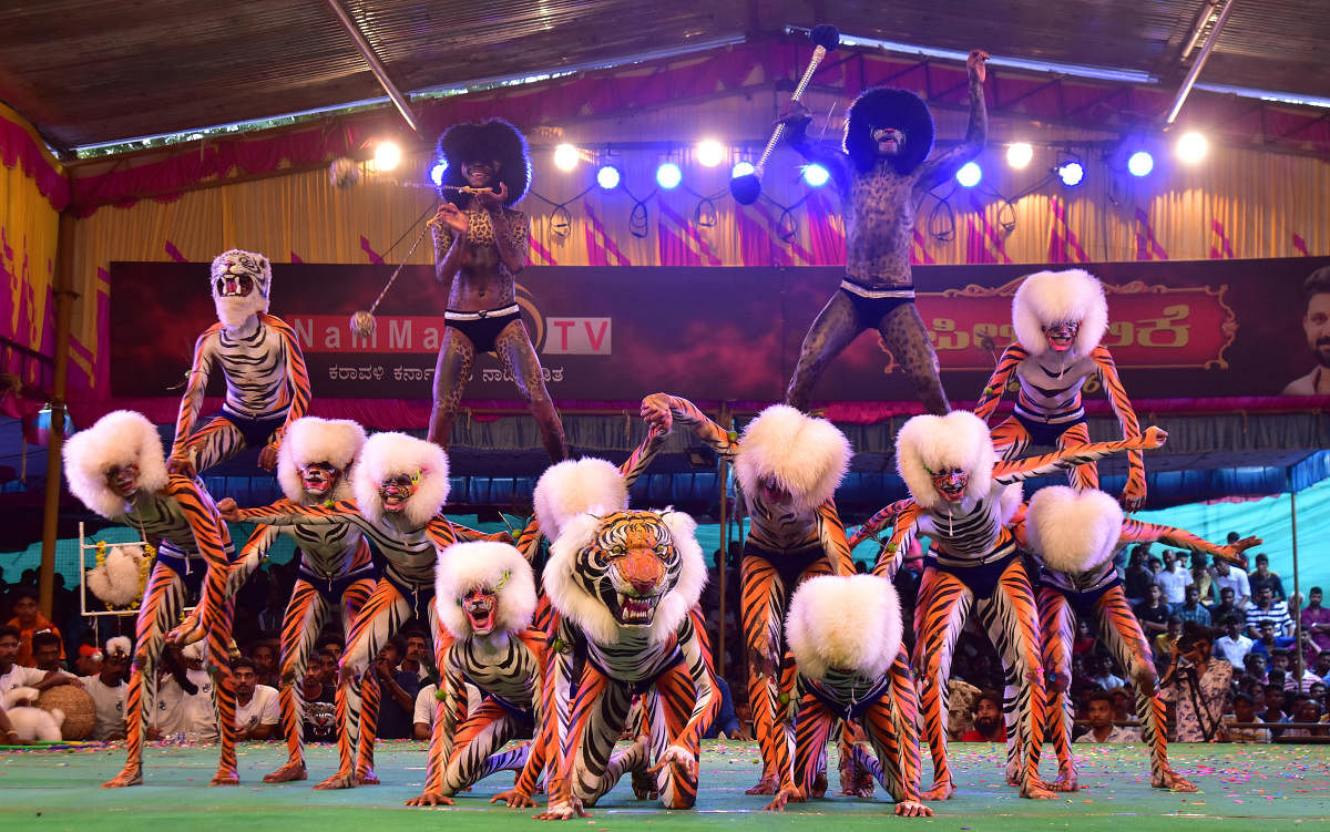 Tiger model dancers perform at Pilley competition in Mangalore.