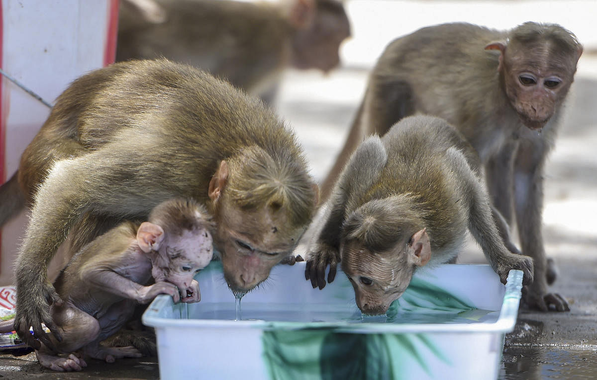 Monkeys quench their thirst from water stored in a tray during a hot day in Chennai, Monday, June 10, 2019. (PTI Photo)