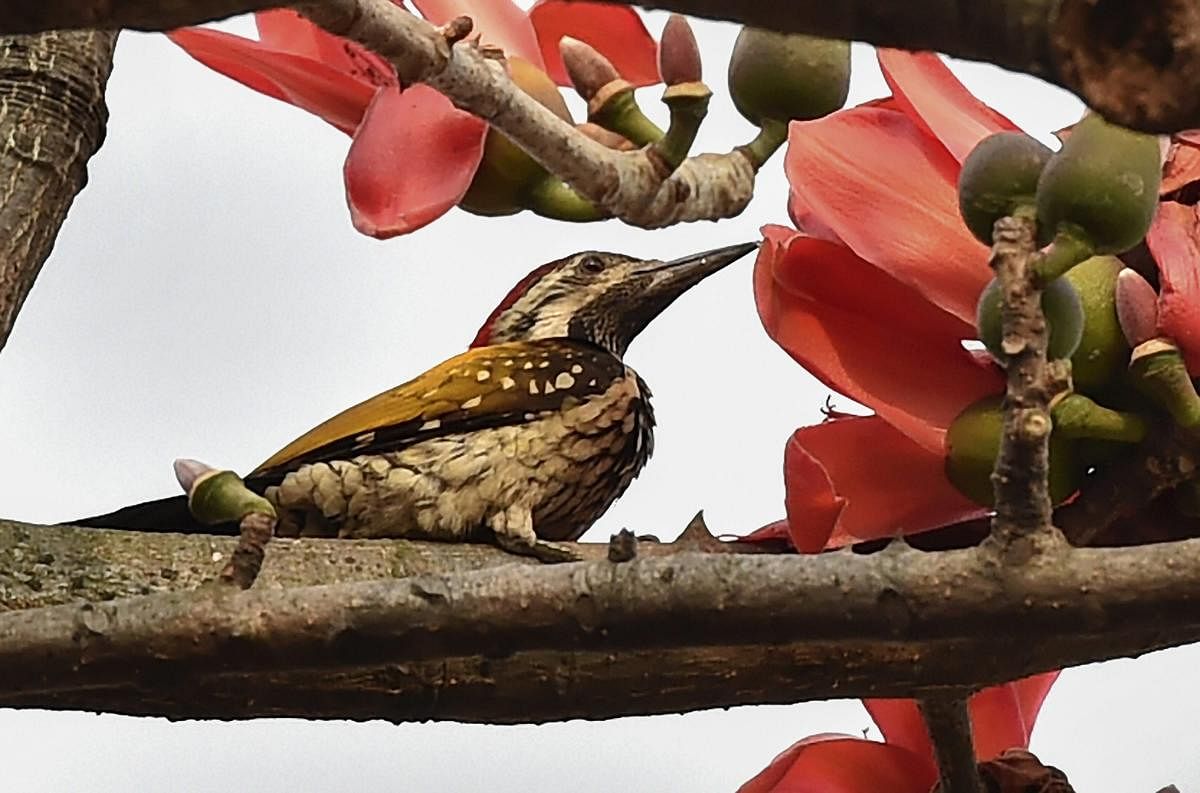 Kolkata: A woodcutter bird perched upon a tree branch, in Kolkata, Sunday, March 10, 2019. (PTI Photo/Ashok Bhaumik)
