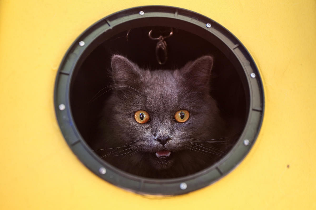 A cat meows while looking out from its carrier as animals and their owners gather at Our Ladies of Remedies Parish in the Malate area of Manila on October 6, 2019, for an annual pet blessing ceremony. (Photo by AFP)