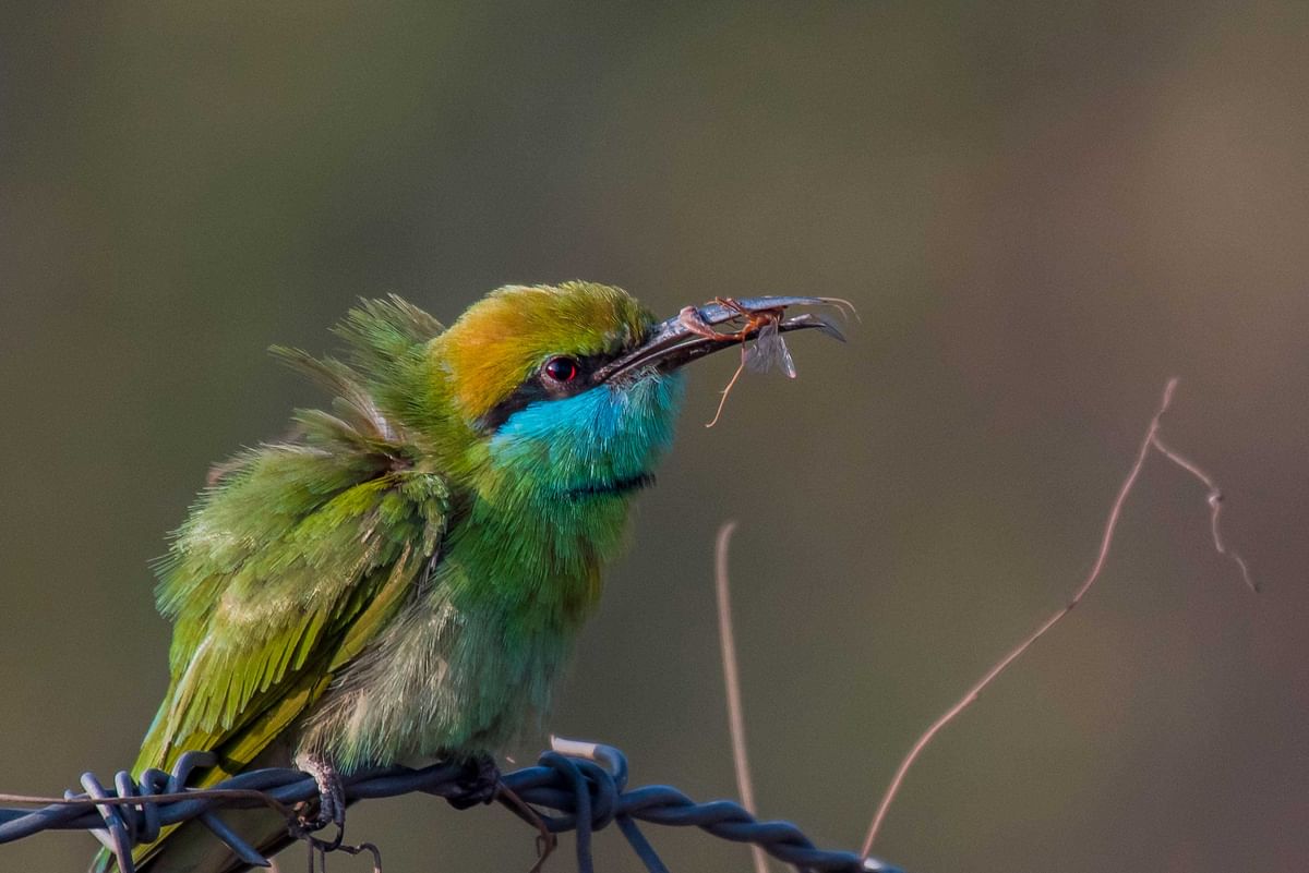 Green Bee Eater. Photo by Debashish Das