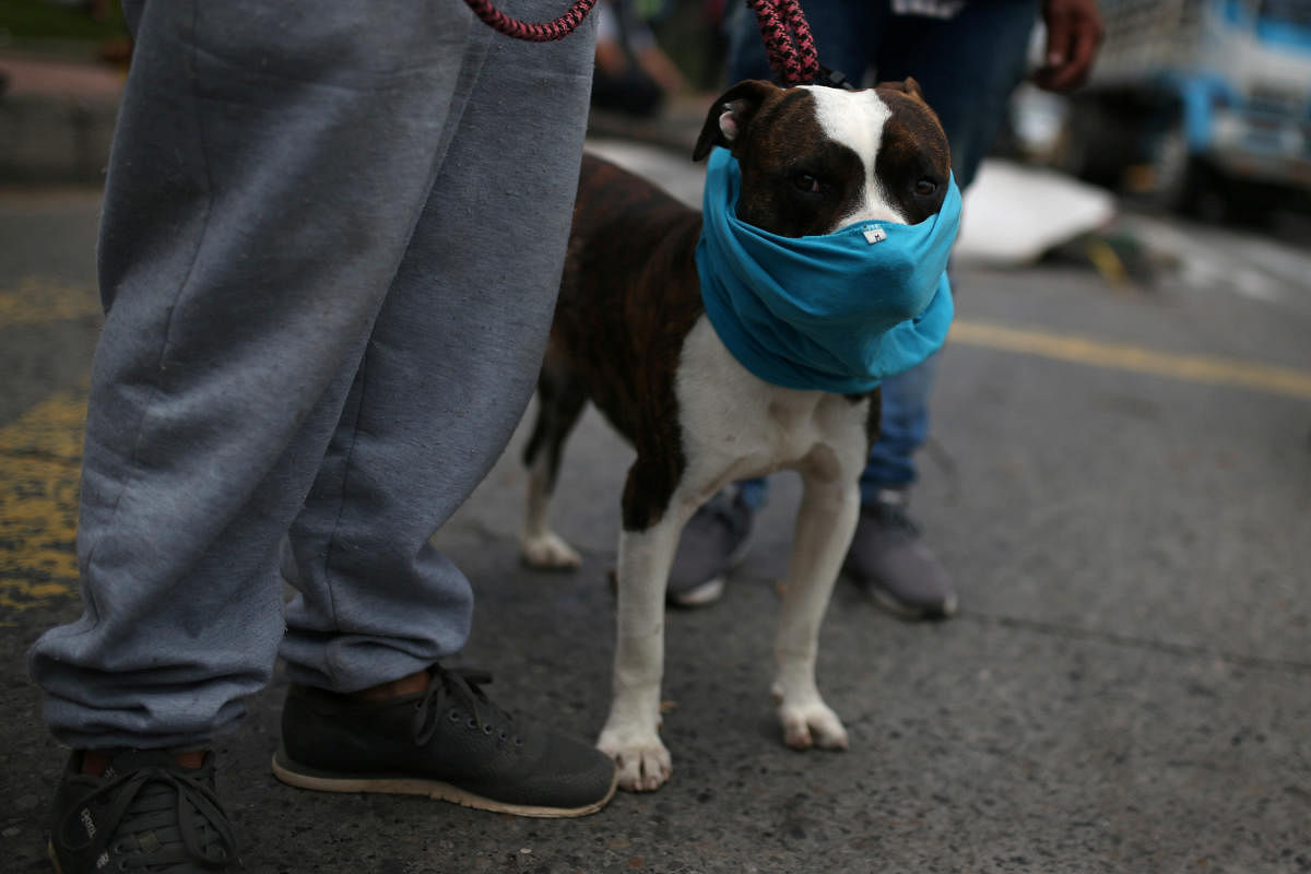A dog wearing a face mask is seen during a protest demanding government food aid for the poor, amid the coronavirus disease (COVID-19) outbreak in Bogota, Colombia. Credit: Reuters Photo