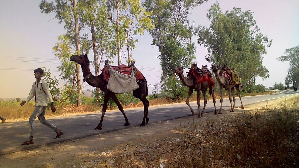 Camels at Yadgir. Photo by John Wesley