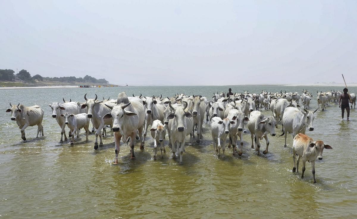 A herd of cows walk in the water of river Ganga on a hot summer day, in Mirzapur on Tuesday. PTI Photo