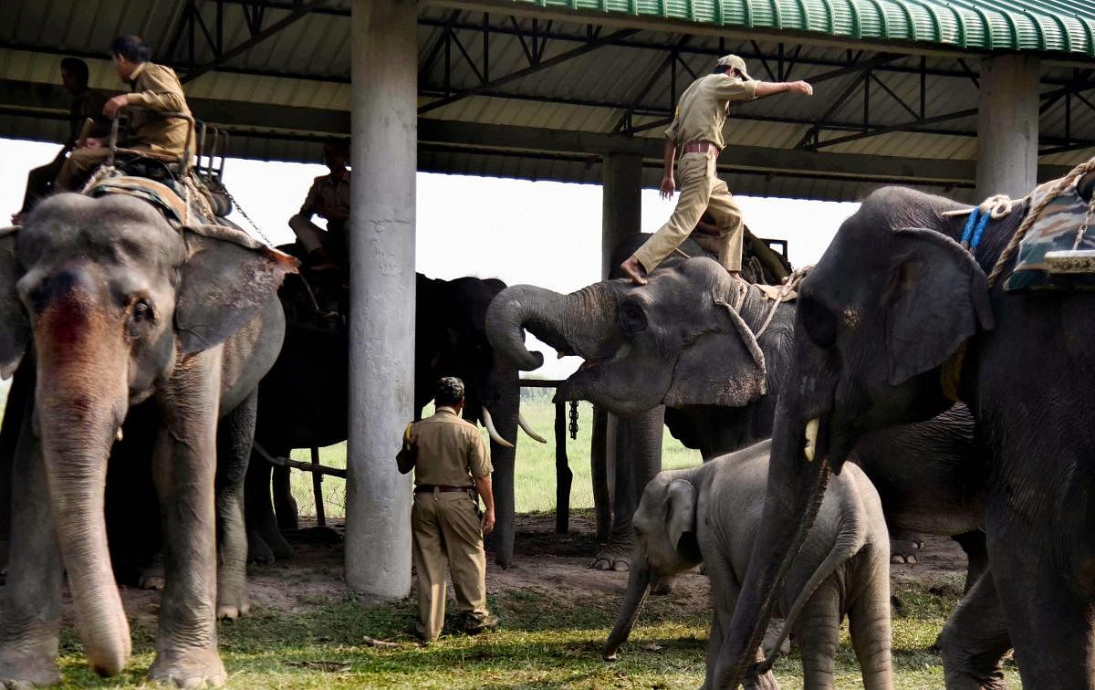Mahouts prepare their elephants before the start of an elephant safari for tourists at the Pobitora National Park, in Morigaon district of Assam.  (PTI Photo)