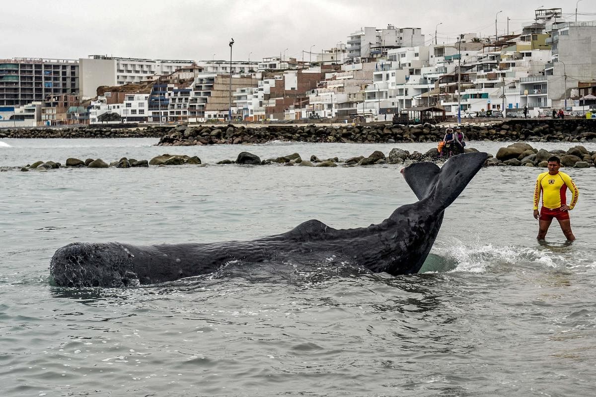 Surfers and policemen saved Tuesday an injured whale which remained stranded some hours at a beach in southern Lima, police informed. (Photo by AFP)
