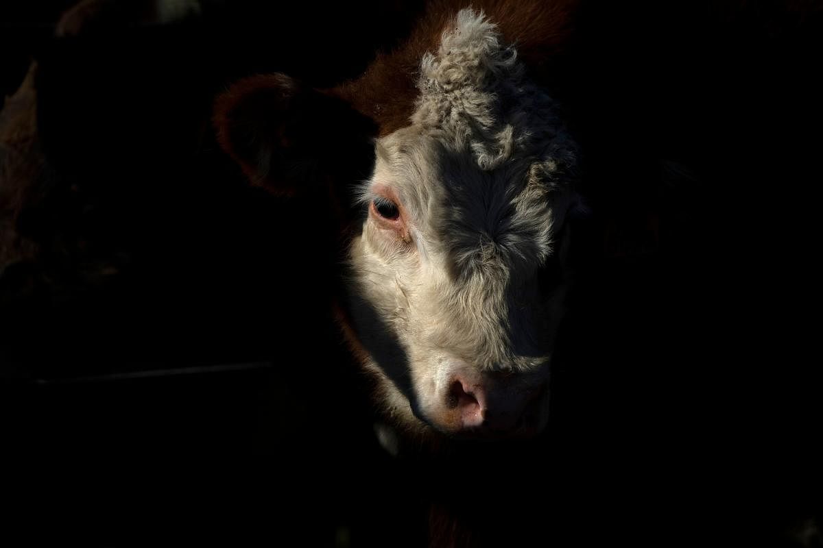 A cow inside a corral before being transferred to a slaughterhouse on August 6, 2019, in San Jacinto. In a country where the consumption of beef is around 60 kg a year per person, vegans seek to change a habit inherent to the Uruguayan culture and economy. (Photo by Reuters)