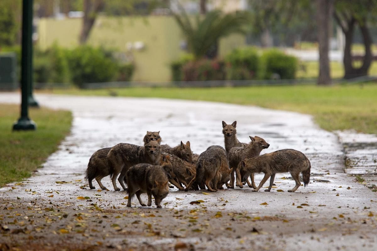 With Tel Aviv in lockdown due to the coronavirus crisis has cleared the way for packs of jackals to take over this urban oasis in the heart of the city. Zvi Galin, director of the city‚Äôs veterinary department, says they are desperately looking for food, but said it is important that people don‚Äôt feed them. (AP/PTI)