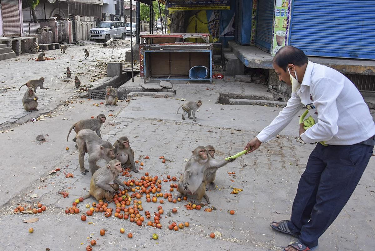 A man feeds a group monkeys on a road during the nationwide lockdown, in wake of the coronavirus pandemic, in Mathura, Tuesday, April 14, 2020. (PTI Photo)