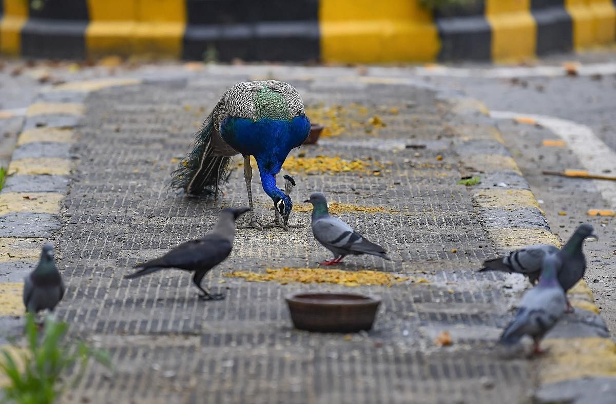 A peacock with pigeons is seen at Tuglak Road during a nationwide lockdown imposed in a bid to contain the coronavirus pandemic, in New Delhi, Tuesday, April 14,2020.(PTI Photo)