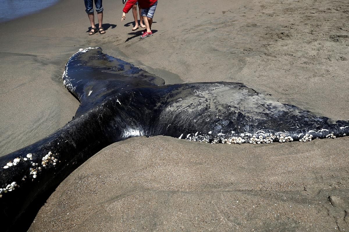 Beachgoers look at a dead juvenile Humpback Whale that washed up on Baker Beach on April 21, 2020 in San Francisco, California. Scientists with the Marine Mammal Center performed a partial necropsy on the severely decomposed juvenile Humpback Whale that washed up near the Golden Gate Bridge. (AFP Photo)