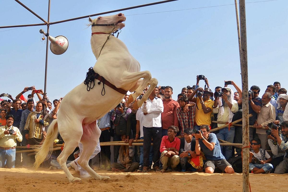 Visitors enjoy horse-dance at the Pushkar Camel Fair in Pushkar, Sunday. PTI photo