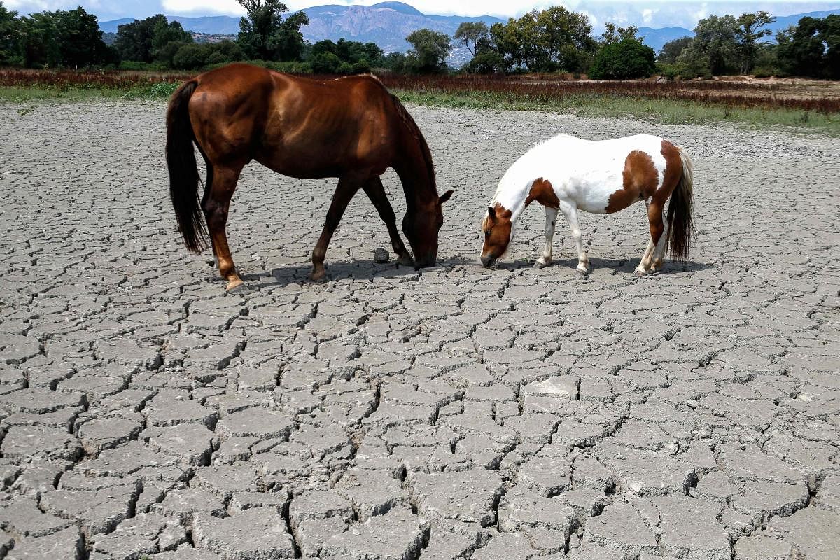 Horses looking for grass to graze in a dry land near Bastelicaccia on the French Mediterranean island of Corsica (AFP Photo)