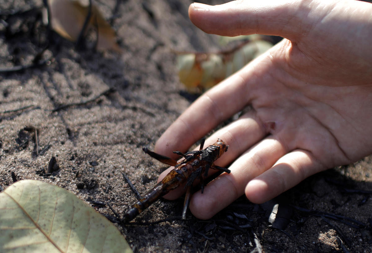 Biologist Pedro Henrique Salomao, 26, who is doing a research which aims to classify dead animals and the regeneration of a burned area of Amazon forest near Alter do Chao, holds a dead cricket in Santarem, Para state, Brazil September 19, 2019. REUTERS/Ricardo Moraes