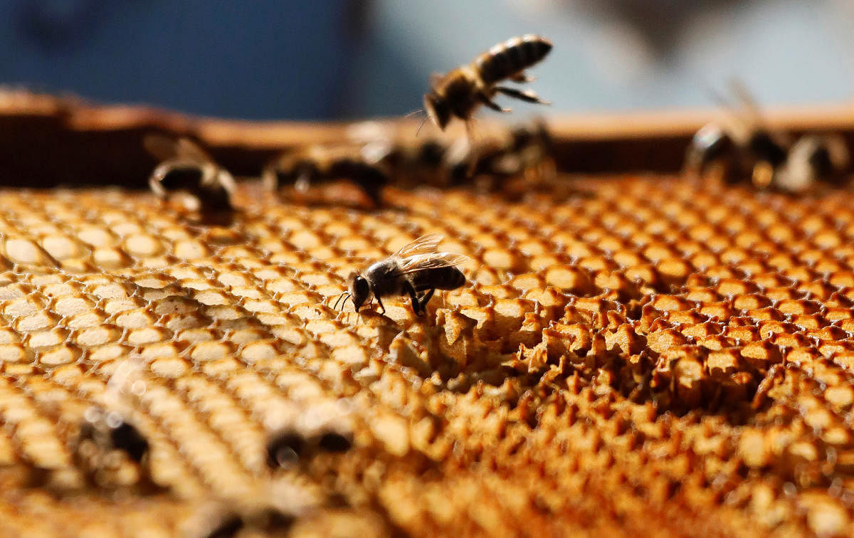 A view shows bees on a honeycomb section at a private apiary of beekeeper Pyotr Goloburdo outside the remote Siberian village of Volny near Krasnoyarsk, Russia August 28, 2019. Picture taken August 28, 2019. REUTERS/Ilya Naymushin
