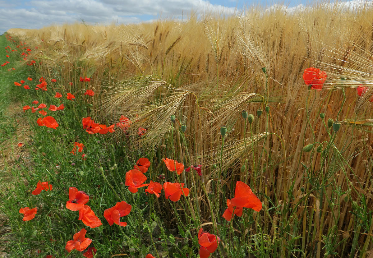 Poppies are seen in the middle of a barley field in Esclavelles near Neufchatel-en- Bray, France. (Reuters Photo)