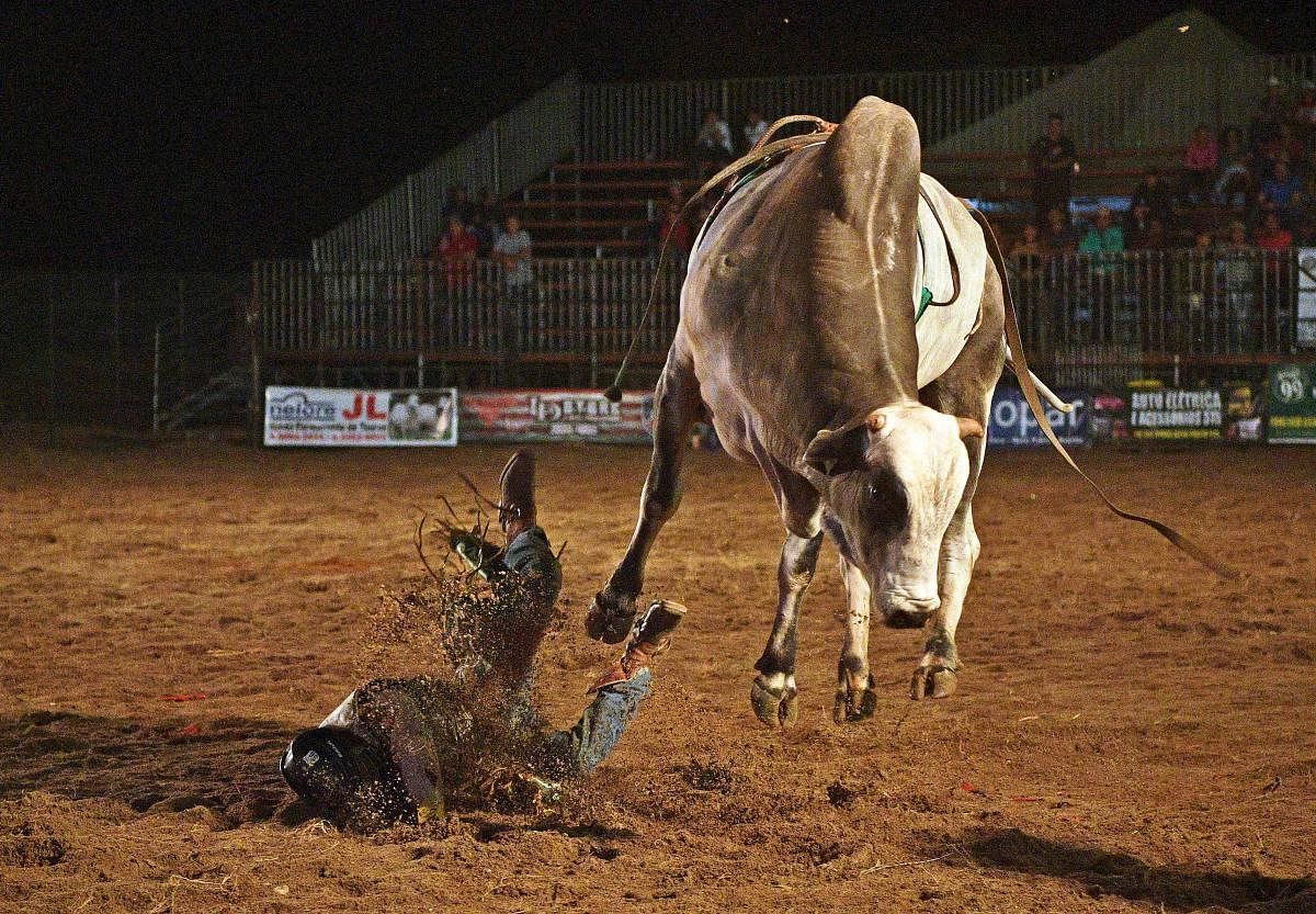 A rider falls during a rodeo event in Monte Negro, south of the Amazon basin, Rondonia state, Brazil (AFP Photo)