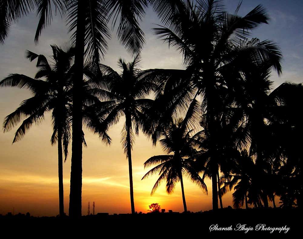 Sunset at GKVK Campus, Bengaluru. Clicked by Sharath Ahuja