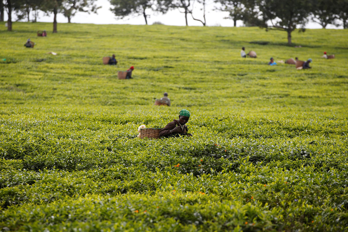 Workers pick tea leaves at a plantation in Kiambu County, near Nairobi, Kenya, April 26, 2018. Reuters Photo