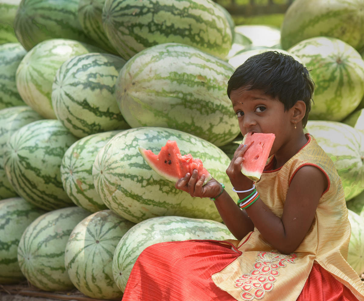 Enjoying some watermelon. Photo credits: DH/PV